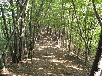 左の植林帯へ