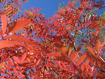 紅葉