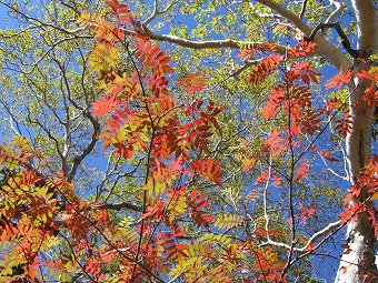 紅葉