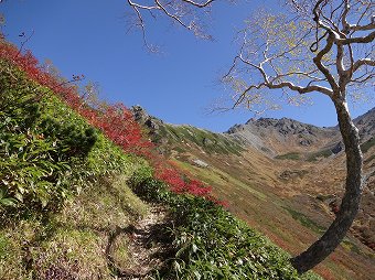 笹と紅葉の道