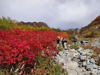 ナナカマド帯