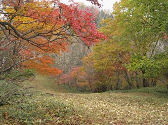 倉掛山防火帯