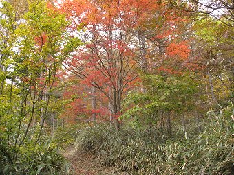 三窪高原紅葉