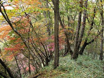 笹の尾根道