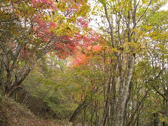 三窪高原紅葉