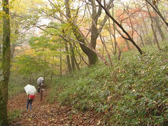 柳沢峠の森