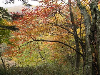 グラデーション紅葉