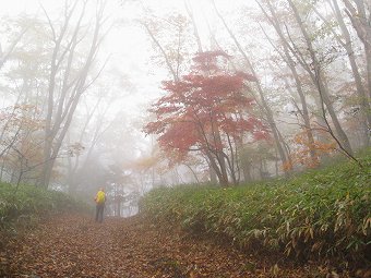 霧にけむる紅葉