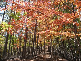 明るい紅葉