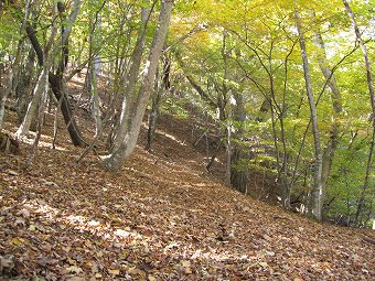 落ち葉の山腹道