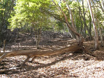 広葉樹林の尾根