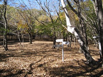 サヲラ峠・丹波　分岐