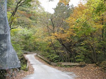 後山林道