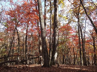 紅葉