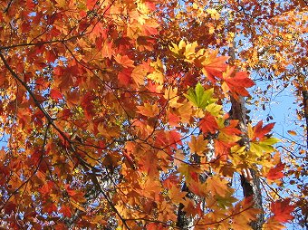 雅な紅葉
