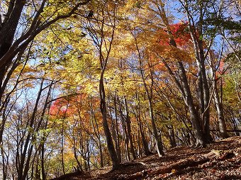 倉戸山　山頂直下