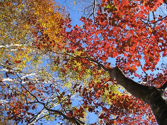 大滝峠上　紅葉