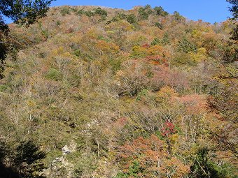 山肌の紅葉