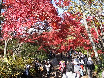 高尾の紅葉