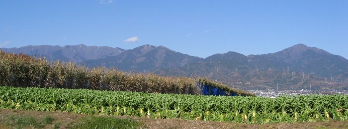 表尾根、大山