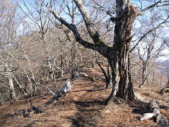 大室山山頂へ