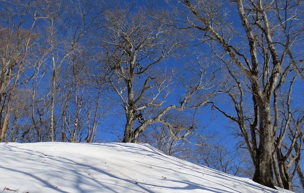 城山付近のブナ大木