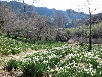 水仙の花畑