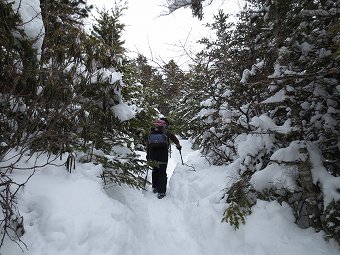 雪の樹林帯