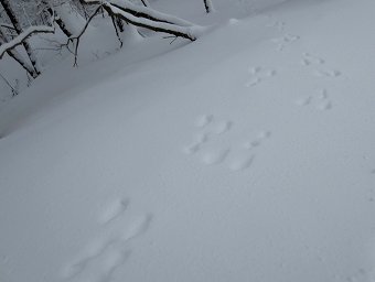 ウサギの足跡