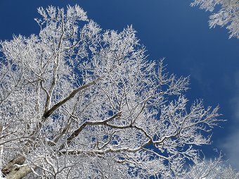 キラキラ霧氷