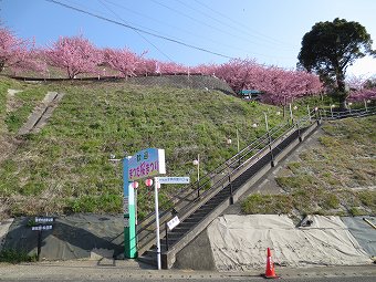 松田河津桜　西平畑公園