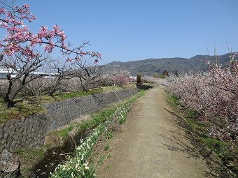 水仙の花咲く道