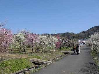 紅白しだれ梅林