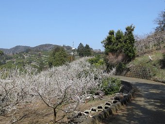 六本松跡へ