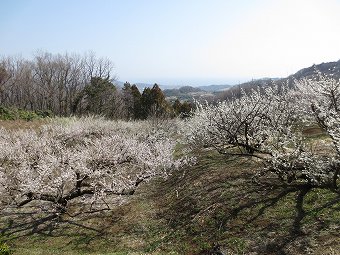 相模湾