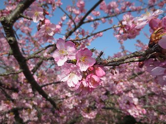 河津桜