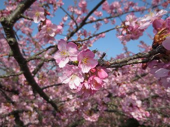 河津桜