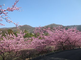 最明寺への尾根