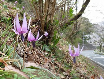 カタクリ自生地