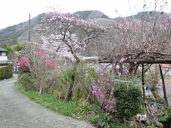 梅　桜　ミツバツツジ