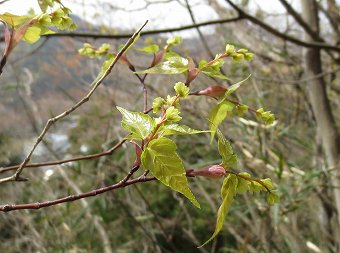 芽吹き