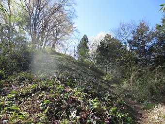 カタクリ自生地