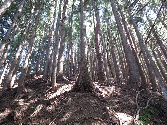 植林急登