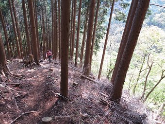 植林と自然林の境