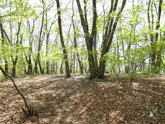 ほんわか山