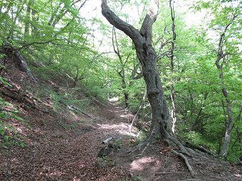 旧中山道　新緑の道