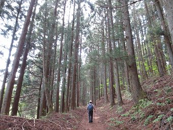 旧中山道　植林帯