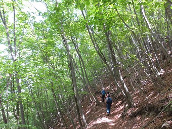 お坊山東尾根