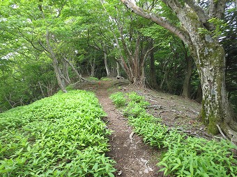 松小屋ノ頭あたり？