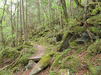 苔むす岩